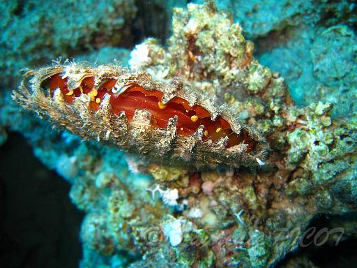 Huître perlière - Pinctada margaritifera.JPG